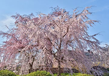 画像:円山公園