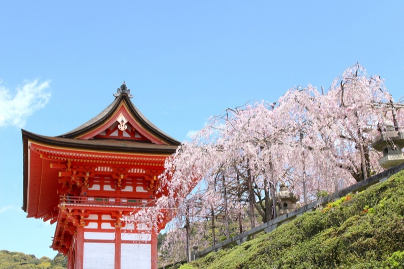 梅のお花見情報